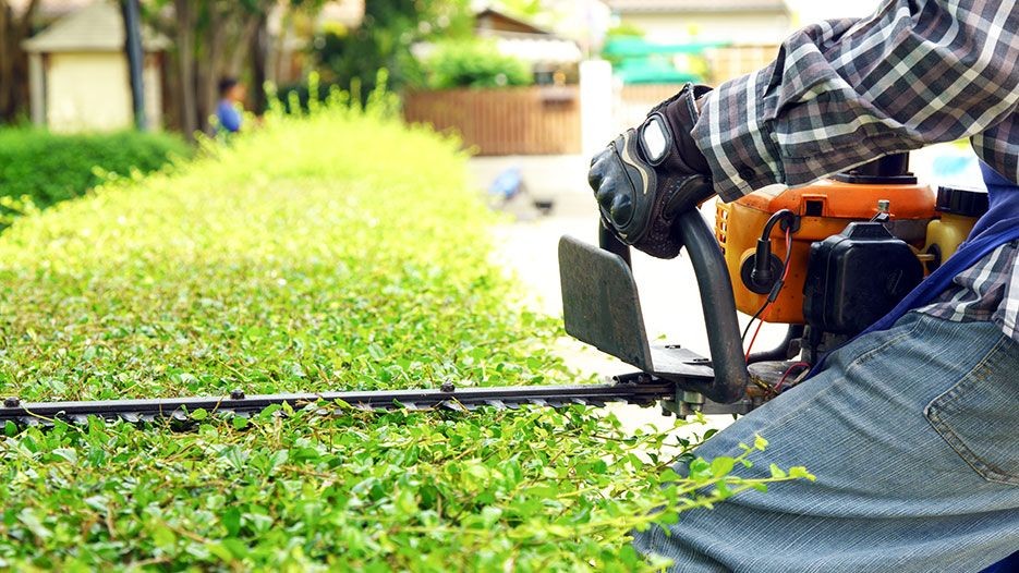 Tree trimming with a trimmer